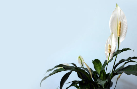 🕊️ The Peace Lily: Your Low-Maintenance Diva That Actually Thrives in the Desert (Yes, Really)