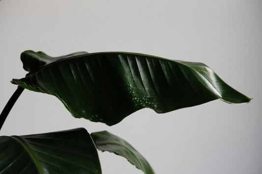 🌞 How to Keep a Bird of Paradise Alive in the UAE (Without Moving to the Rainforest)