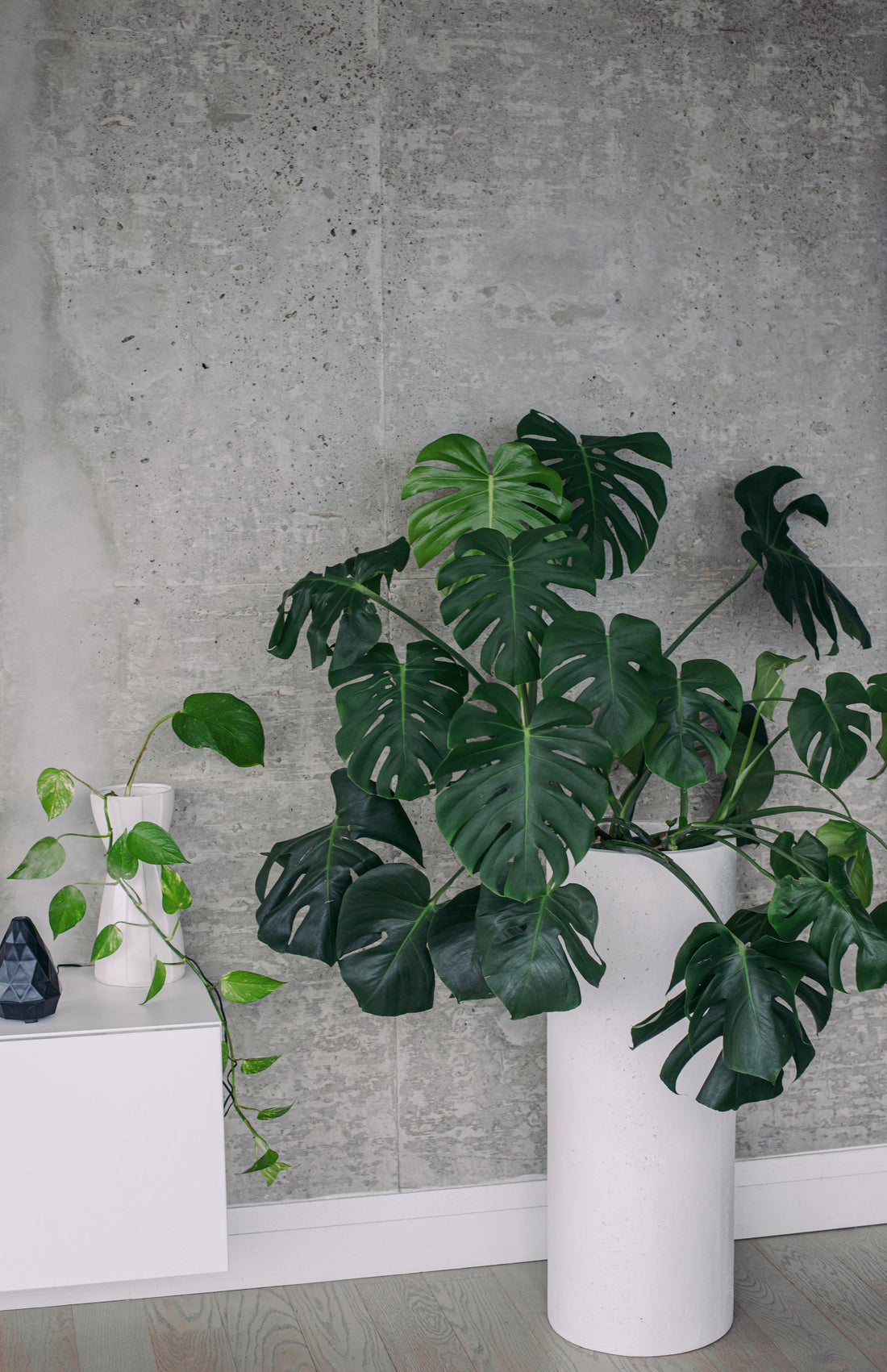 Meet the Monstera: The Drama Queen of Houseplants