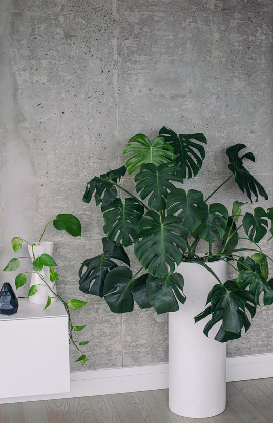 Meet the Monstera: The Drama Queen of Houseplants