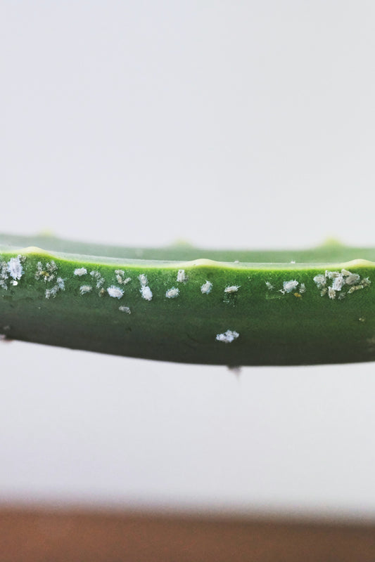 Pest Problem Solver Guide E-Book