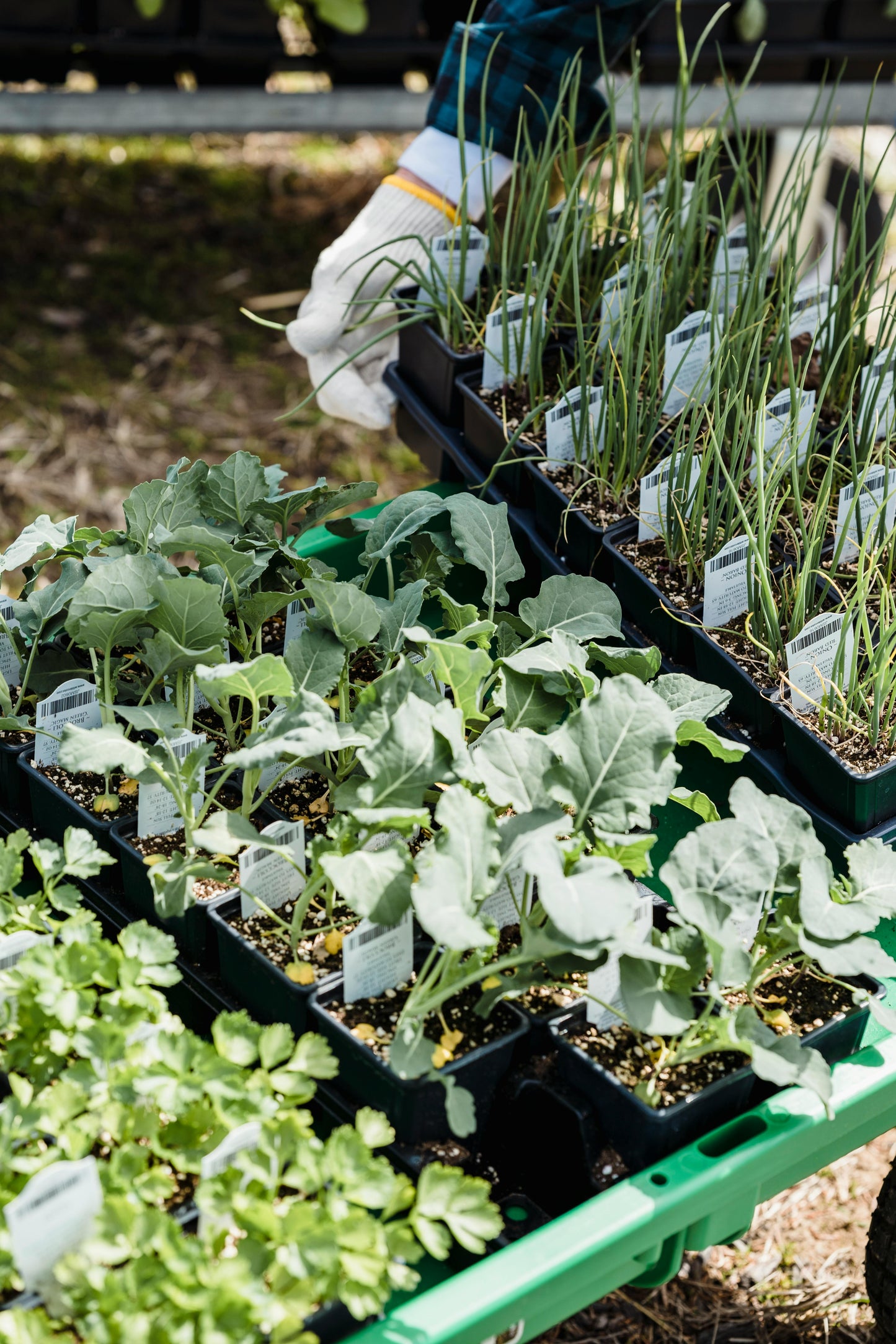 Planting Kitchen Garden E-book